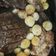 El cooksnap de Brenda cuando hizo Tapa de asado al horno.