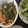 林欣欣 的 韭菜花炒甜不辣 cooksnap