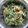 Cooksnap dari Nia d'Kitch untuk resep Urap Urap (gongso)