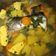 Cooksnap dari alesha L.P untuk resep Soup kuning ikan patin menu anak 1+