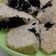 Cooksnap dari Ismii Nurhayati untuk resep Bolu empuk sederhana