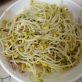 蝦米 的 清炒黃豆芽 cooksnap
