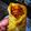 Nandini Mukherjee Ghosh's cooksnap of when they made চিকেন এগ রোল (chicken egg roll recipe in Bengali).