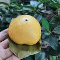 Cooksnap dari Mimezz untuk resep Bakpao Labu Kuning