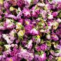 کوک اسنپ Fatema Amini بعد از امتحان کردن گل برگ های خشک شده گل محمدی.