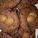 Cooksnap dari Raras Pramesti untuk resep Choco Crunchy Cookies (mudah dan cepat)