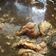 Cooksnap dari Yoke untuk resep Rawon Daging sapi