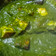 Mamta Shahu का कुकस्नैप जब उन्होंने पालक पनीर (Palak Paneer Recipe in Hindi) बनाया था।