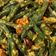 Cooksnap dari Rizqi Adam Fathir untuk resep Jukut Bejek (Sayur Kacang Panjang Khas Bali)