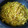 El cooksnap de Evita cuando hizo Fideúa con calabacín a la cúrcuma (principiantes, vegano).