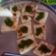 Falguni Shah's cooksnap of when they made સુરતી ઈદડા (Surti Idada recipe in Gujarati).