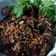 Cooksnap dari Dwi Apriyanti untuk resep Empal daging sapi empuk dan manis