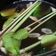 Cooksnap dari Cicik Ary untuk resep Bandrek
