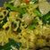 Cooksnap dari Fii Raditya untuk resep Mie Nyemek Indomie Goreng