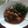 Caroline 's cooksnap of when they made Goat meat stew.