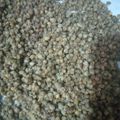 Cooksnap dari sumarti sumarti untuk resep Kacang Ijo Goreng