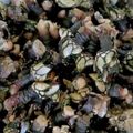 Cooksnap de I. Anselmo quando cozinhou Percebes Cozidos.