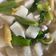 闕琪琪 的 長年菜排骨湯 cooksnap