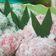 Cooksnap dari Galuh Ajeng Anggraeni untuk resep Klepon