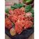 Cooksnap dari Tini Rostiawati untuk resep Ayam Penyet Surabaya