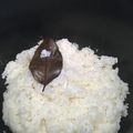 Cooksnap dari gembuls.id untuk resep Nasi Uduk Sereh