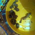 Cooksnap dari Zula Ikha untuk resep Ati Ampela Goreng Tepung