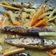 Cooksnap dari Rizqi Khoirunnisa untuk resep Ikan Layang Acar Kuning