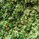 Cooksnap de Viktoria sur la recette Pesto de roquette