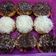 Cooksnap dari Linda Widiastuti untuk resep Donat Lembut (dengan tutorial)