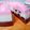 Cooksnap dari Dewi Apriyani untuk resep Neopolitan puding