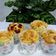 Cooksnap của QUÂN NGUYỄN khi họ làm theo món Cupcake (không cần lò)