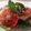 Brenda M. Castillo 's cooksnap of when they made Minted Blood Orange Dessert.