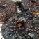 Cooksnap dari Asharina J untuk resep Ganache (bisa utk topping cake atau glaze donat)