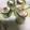 Zahal_treats 's cooksnap of when they made Cucumber rolls 🥒.