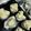 Cooksnap dari Finna Thang untuk resep 1. Bolu kukus taro