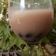 Cooksnap dari Indri Yusnita untuk resep Bubble Milk Tea