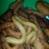 Cooksnap dari LC21 untuk resep Jalebi