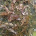 Cooksnap dari Nonke untuk resep Sambalado Mudo/Sambal Cabe Hijau Teri Khas Minang
