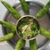 Smita Barot's cooksnap of when they made કોબી મરચાં નો સંભારો(kobi marcha no sabharo in Gujarati).