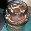 Cooksnap dari Rusni Gonibala untuk resep Brownies Cookies