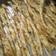 Cooksnap dari Ina Wibisono untuk resep Pastry cheese stick with oregano
