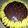 ranih's cooksnap of when they made Peeps ® Sunflower Cake.