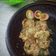 Cooksnap dari Holly |GV c&c untuk resep Terong Geprek Sambal Bawang Kemangi