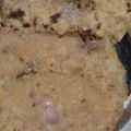 Divya Sharma का कुकस्नैप जब उन्होंने आलू और प्याज़ का पराठा(aloo aur pyaz ka paratha recipe in hindi) बनाया था।