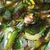 Cooksnap dari Serenada Senja untuk resep Kerang Hijau Kuah Kuning Pedas