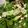 Roja 's cooksnap of when they made Minty Zucchini Salad.