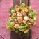 El cooksnap de Javier Rubin Lopez "el salsero" cuando hizo Ensalada de cogollos de Tudela, cebolla, piparras y gambas.