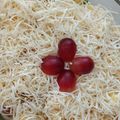 Cooksnap dari Melissa Aprianti untuk resep Salad Buah Tidak Encer