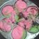 Cooksnap dari Donat untuk resep BIKANG MAWAR empuk berserat