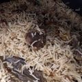 Sadaf Shoaib Vohra's cooksnap of when they made Beef pulao.